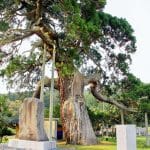 高照寺の倒（さか）さ杉