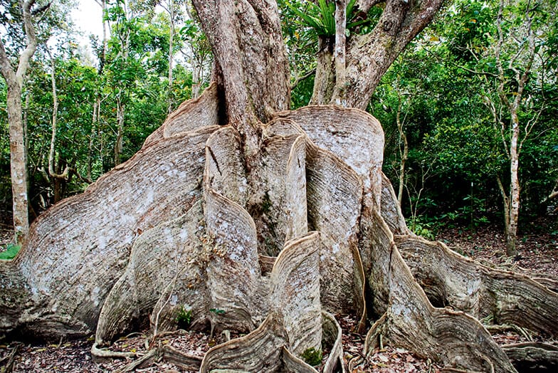 サキシマスオウノキ　先島蘇芳の木　タネ・実　3個　植物　ウルトラマン種 仲間川上流の先島蘇芳木（サキシマスオウノキ） | フローリング総合研究所