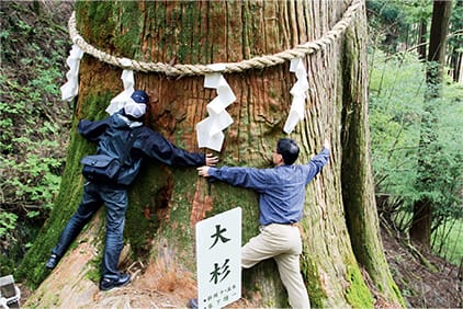 玉置（たまき）神社の大杉 | フローリング総合研究所