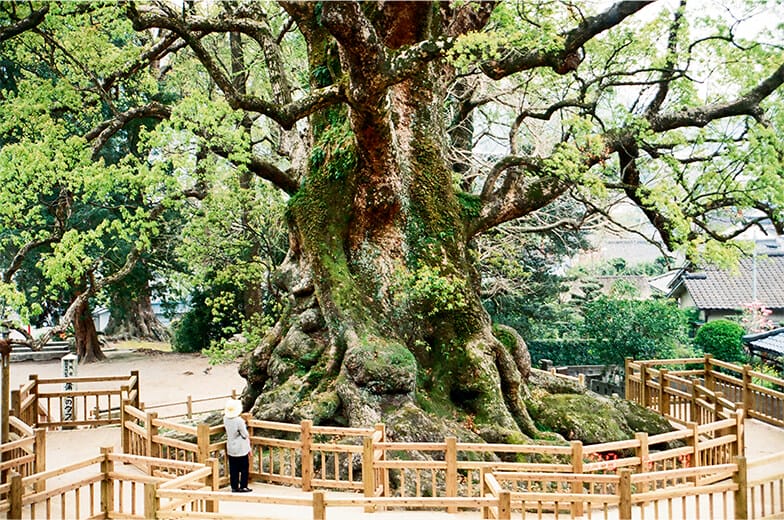 蒲生（かもう）の大楠 | フローリング総合研究所