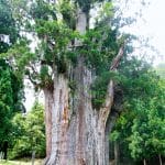 石徹白（いとしろ）の大杉