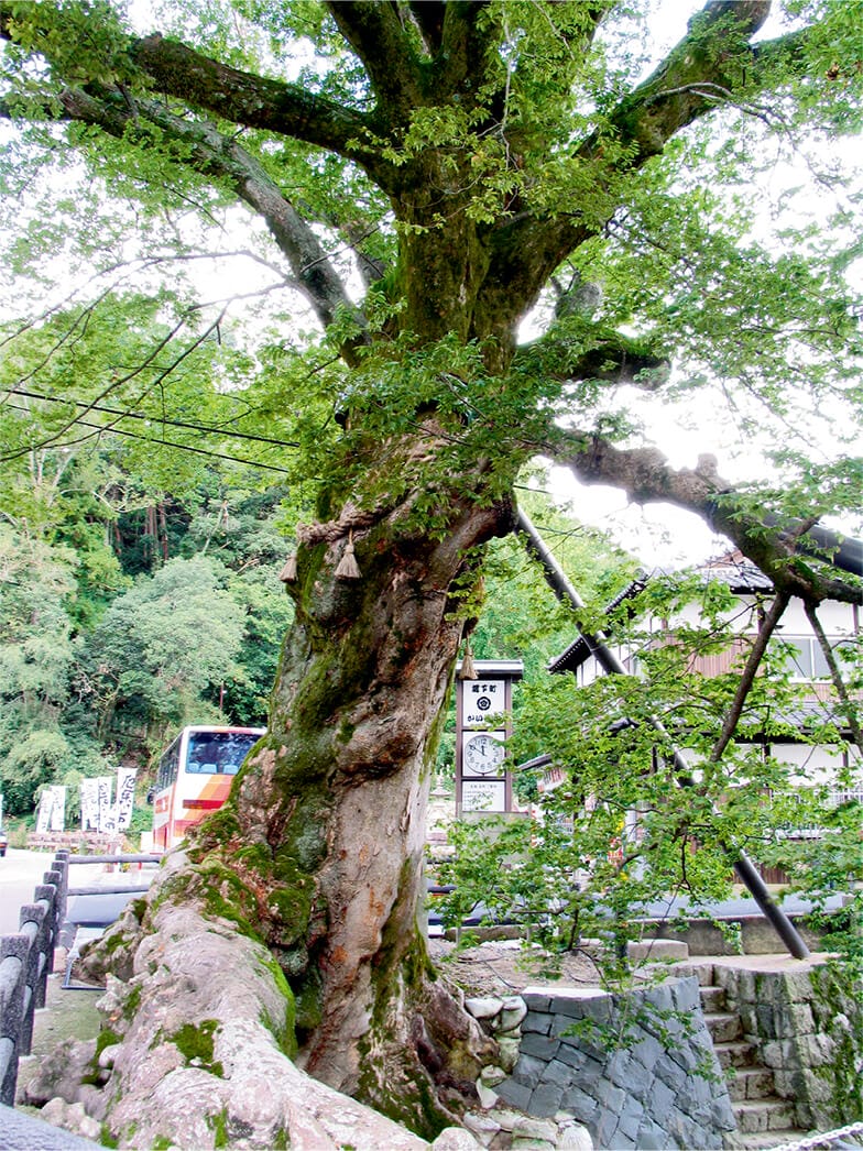 柏原（かいばら）の大ケヤキ ※木の根橋の大ケヤキ | フローリング総合
