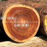 心材・辺材の役割
