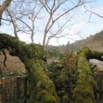 延命寺の夕照モミジ