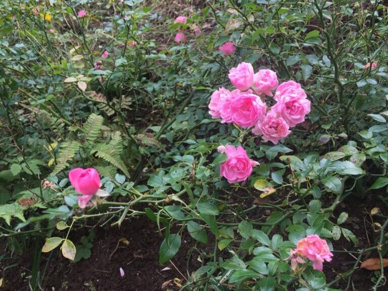 ACAO FORESTローズガーデンの画像