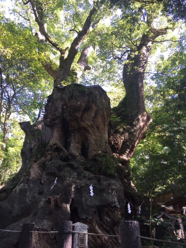 来宮神社の大楠の画像