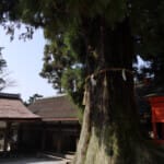 春日大社の本社大杉