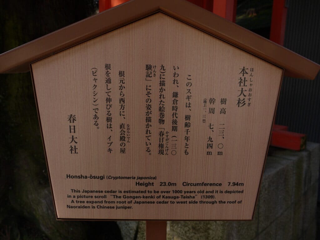 春日大社本社大杉の立て札の写真