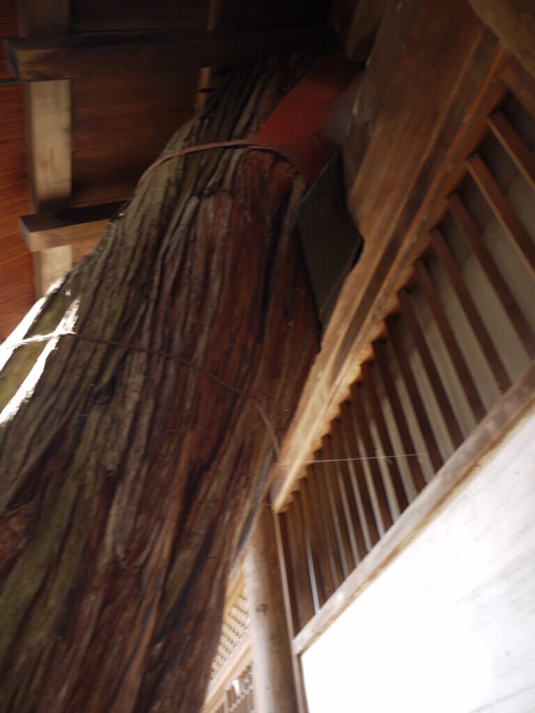 春日大社の伊吹・柏槙の写真