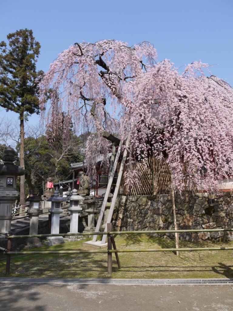 氷室神社の枝垂桜の写真