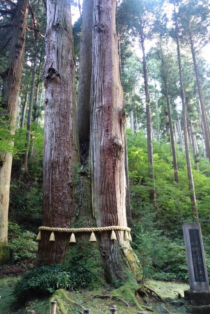 御岩神社の三本杉