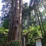 御岩神社の三本杉