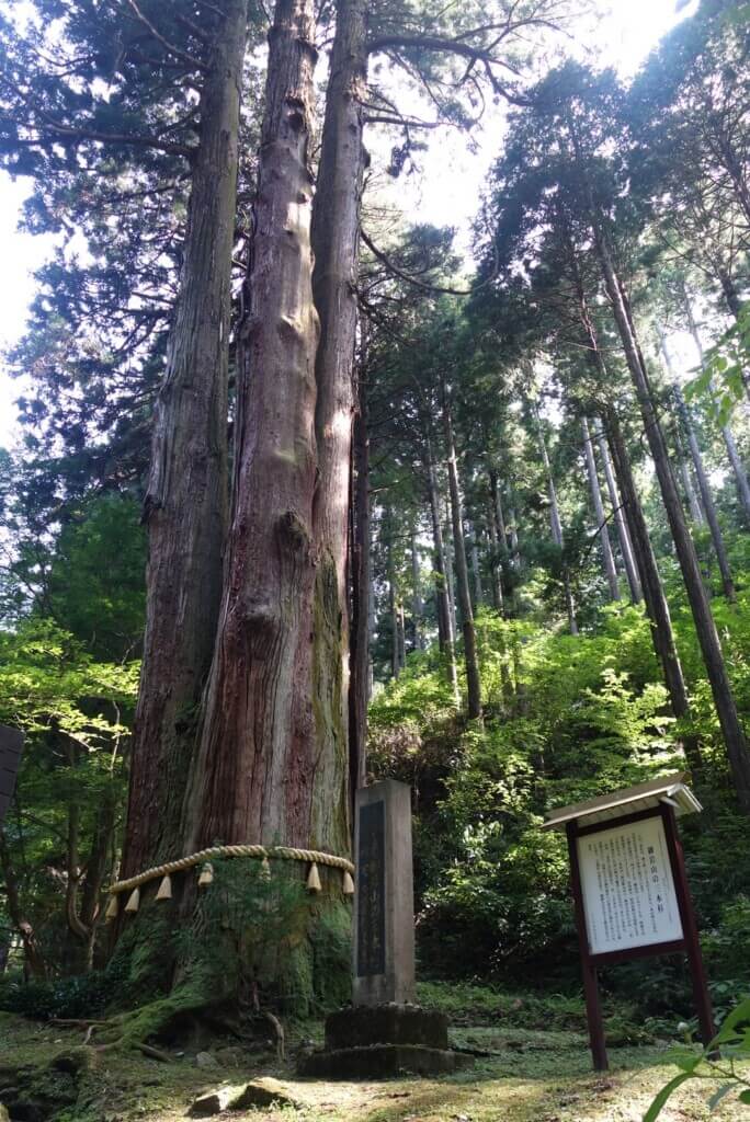 御岩神社の三本杉