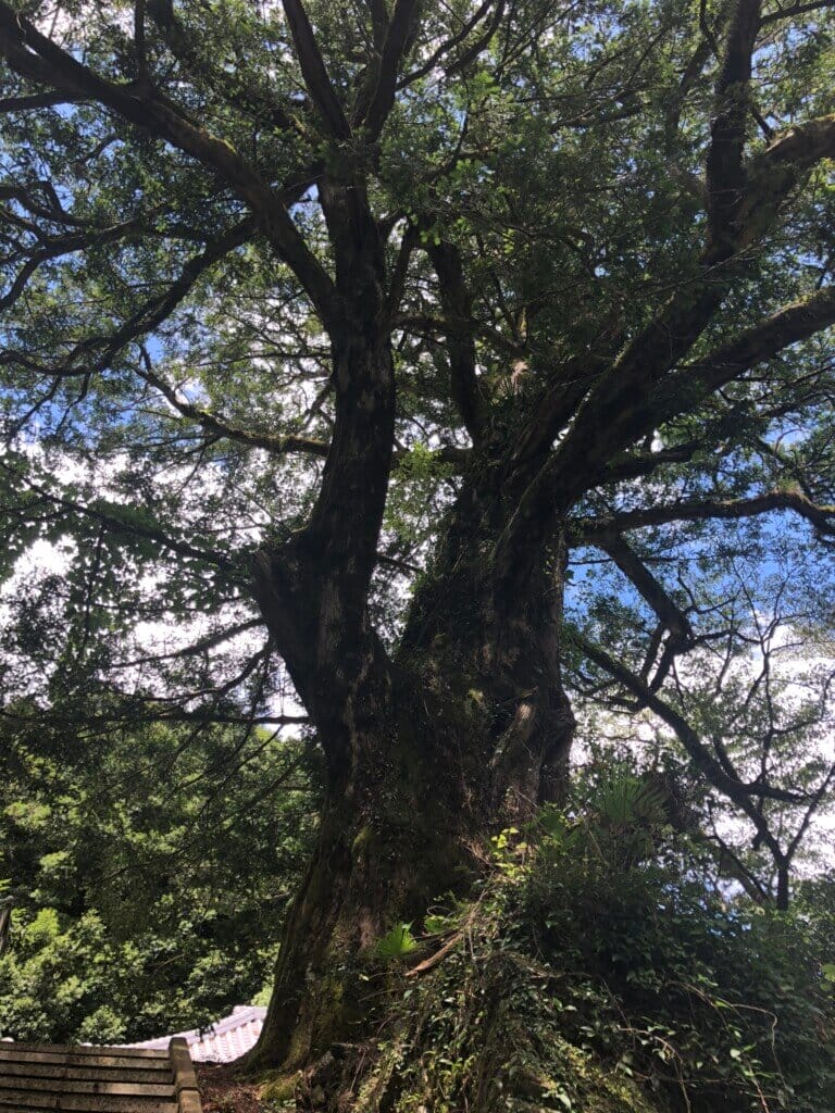 善福寺のカヤの写真