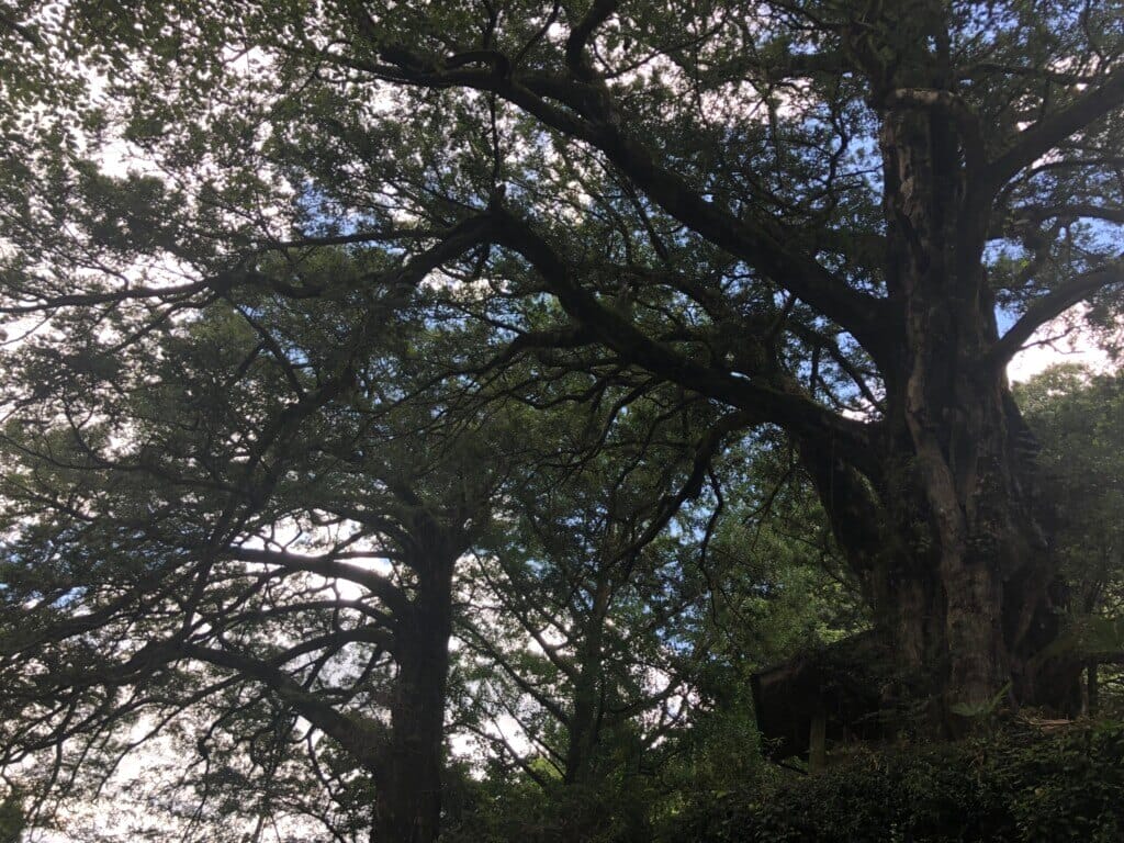 善福寺のカヤの写真