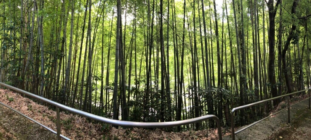 Bamboo forest with tall green stalks, viewed from a railing-lined path.