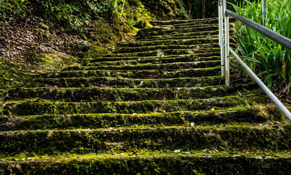 Moss-covered stone staircase in a lush outdoor setting with a metal railing on the right side.