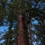 東照宮のコウヤマキ