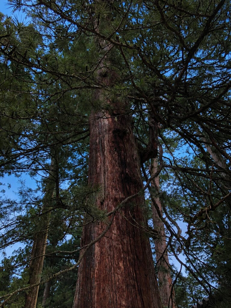 Tall evergreen tree viewed from the base, showing a thick, textured reddish-brown trunk and sprawling branches with needle-like leaves against a blue sky.